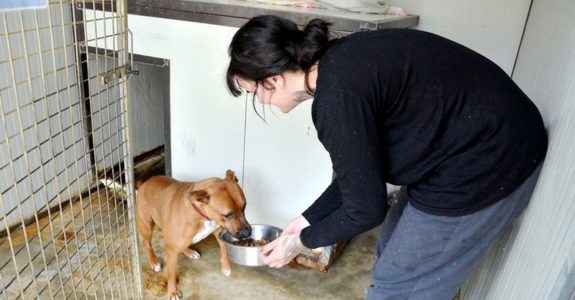Le Refuge ARPAN – Alimentation animaux