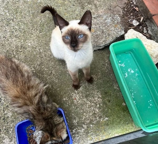 Chats des Villes Chats Utiles - Aidez la colonie du Grand Dossier