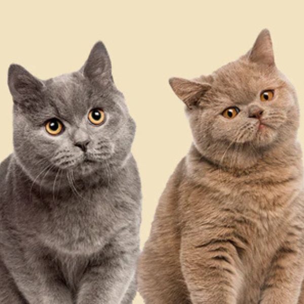 Chats des Villes Chats Utiles - Campagne de don